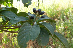 Nothapodytes nimmoniana